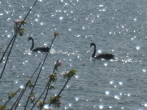 Driftwood - Darwin Holiday 6