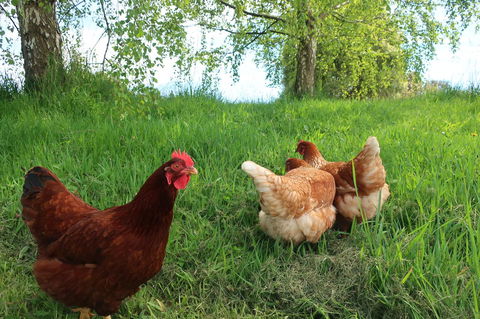 Cherry Top Farmstay - Boutique Eco Village - Darwin Holiday 8