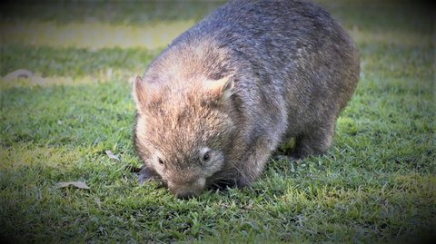 Roland B&B - Darwin Holiday 26