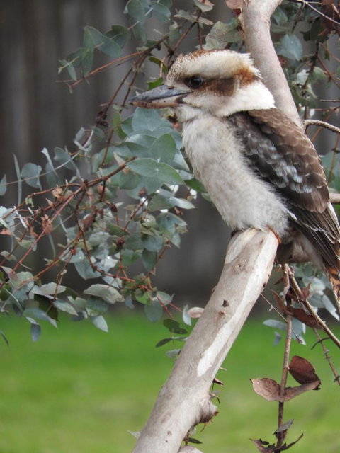 Tamar House - Darwin Holiday 28