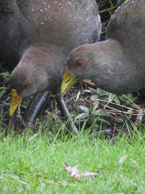Tamar House - Darwin Holiday 31