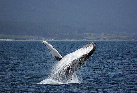 Suntrap Cove Bicheno - Darwin Holiday 39