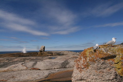 Suntrap Cove Bicheno - Darwin Holiday 37