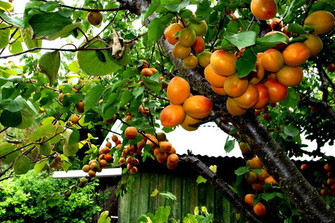 Eureka Farm - Darwin Holiday 8