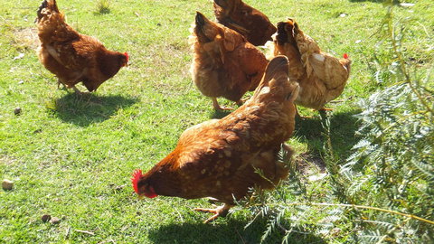 Eureka Farm - Darwin Holiday 27