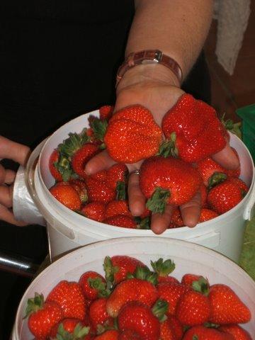 Eureka Farm - Darwin Holiday 17