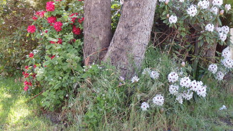 Karoola Cottage Self Contained - Darwin Holiday 16
