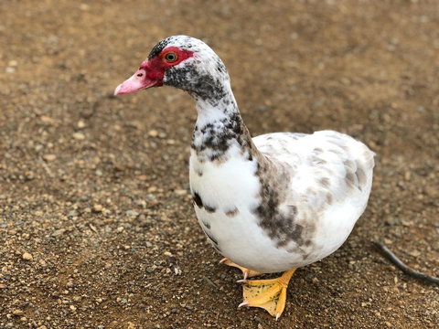 A Cottage In Richmond - Darwin Holiday 19