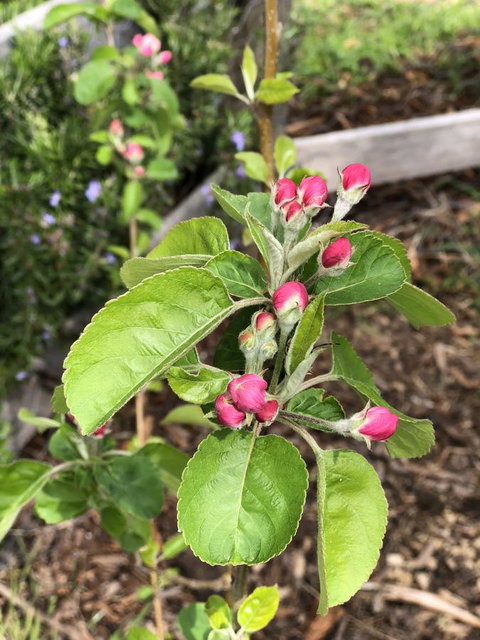 A Cottage In Richmond - Darwin Holiday 18