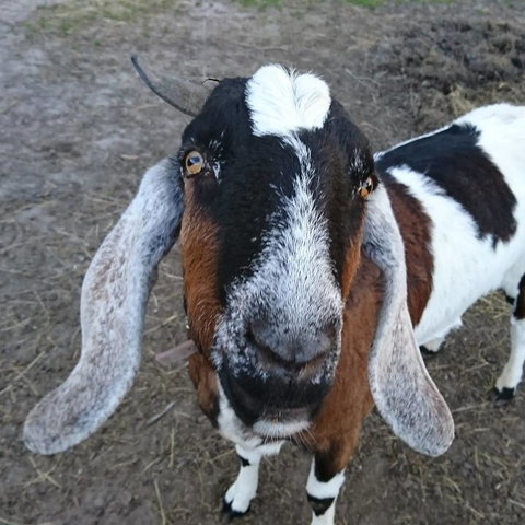 Glengarry Farm Stay BnB - Darwin Holiday 14