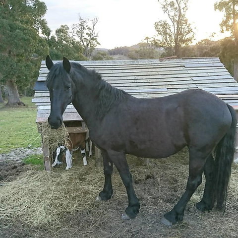Glengarry Farm Stay BnB - Darwin Holiday 12