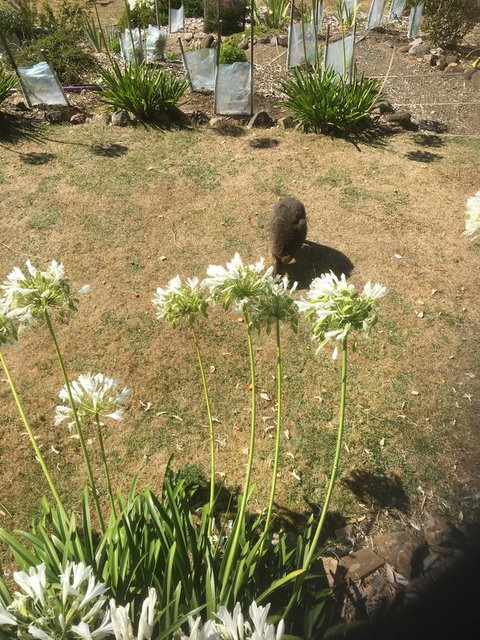 House On The Hill Bed And Breakfast - Darwin Holiday 10