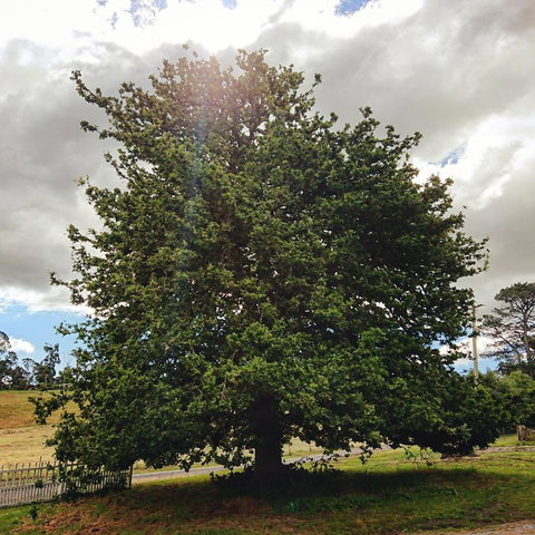 Old White Church Bed & Breakfast - Darwin Holiday 7