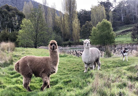 Hamlet Downs Country Accommodation - Darwin Holiday 6