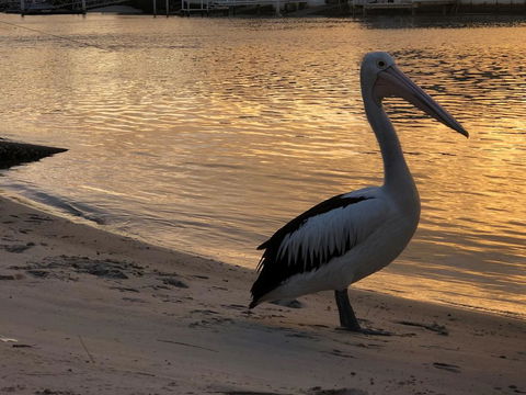 Pelican Cove Apartments - Darwin Holiday 1