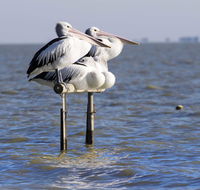 Pelican Perch Retreat