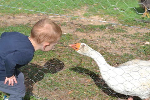 Redwing Farm Stay - Darwin Holiday 1