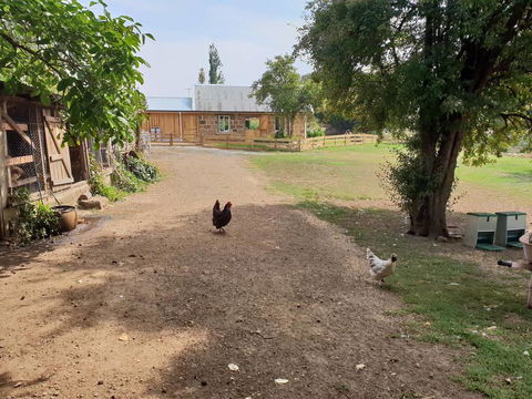 Rosendale Stables - Darwin Holiday 2