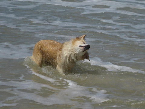 SALTY PAUSE @ BONDI HOUSE - Darwin Holiday 2