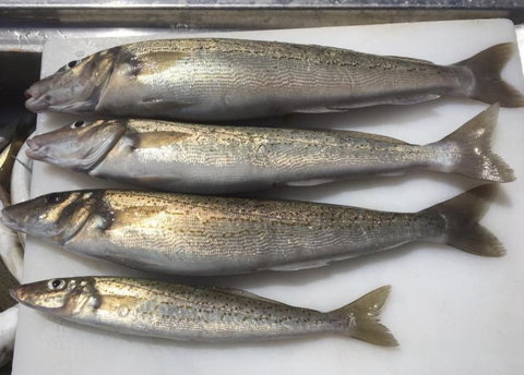 Seas The Day - Darwin Holiday 2