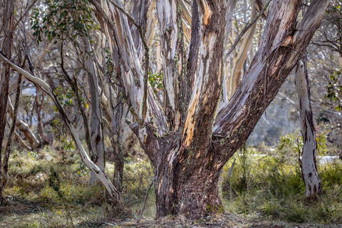 Snowgums 07 - Darwin Holiday 3