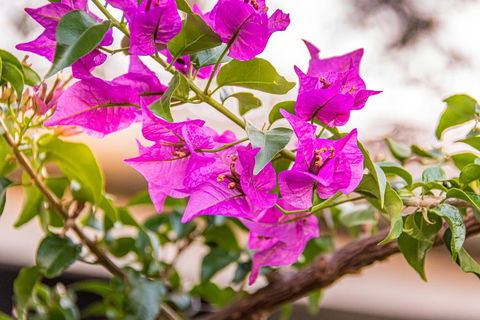 Southern Cross Atrium Apartments - Darwin Holiday 2