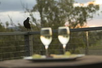 Book Forest Hill Accommodation Vacations Darwin Holiday Darwin Holiday