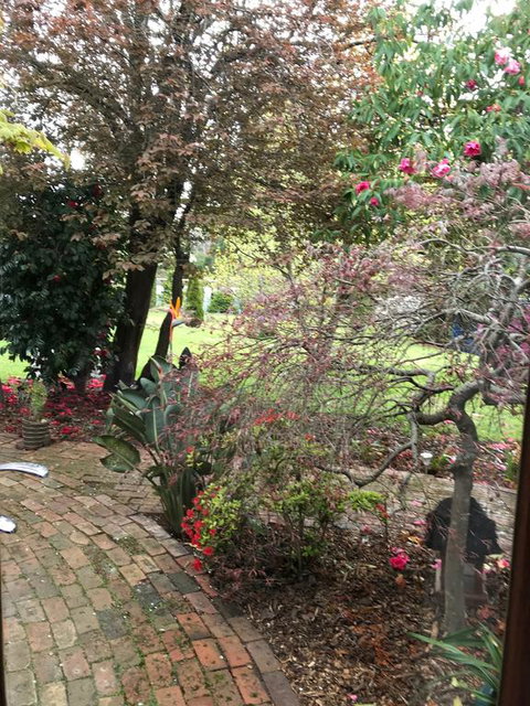 Stony Rise Cottage B&B - Darwin Holiday 1