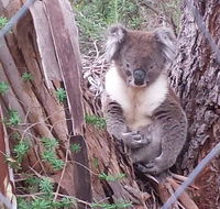 Stringybark Hills Retreat - Darwin Holiday