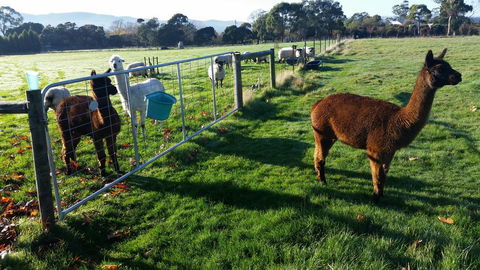 Tamar Valley Farm Stay - Darwin Holiday 2