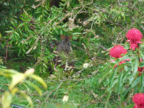 Southern Forest Accommodation - Darwin Holiday 12