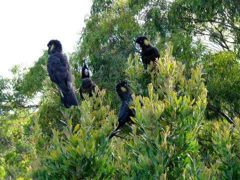 Eagles Rise Tasmania - Darwin Holiday 10