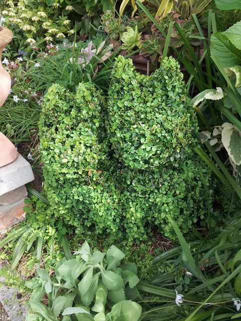 Topiary Haven - Darwin Holiday 24