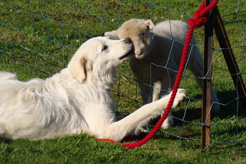 Buttons Cottage For Canyon & Rain Forest Walks With In House Dining - Darwin Holiday 32