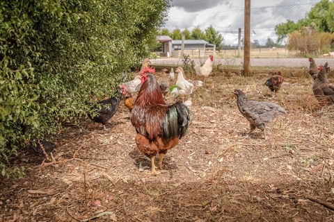 Glencoe Country Bed And Breakfast - Darwin Holiday 32