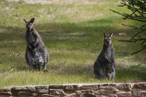Bicheno By The Bay - Darwin Holiday 44
