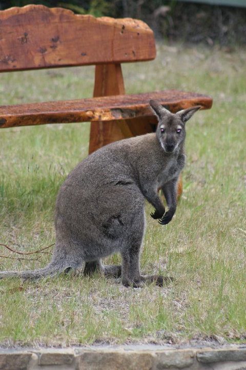 Bicheno By The Bay - Darwin Holiday 31