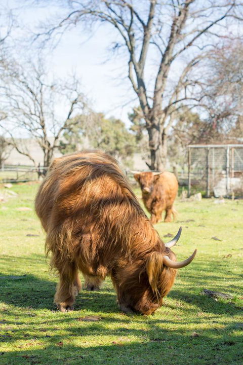 Ratho Farm - Darwin Holiday 4