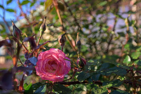 Maria Views Bed & Breakfast - Darwin Holiday 5