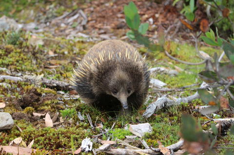 Cradle Mountain Wilderness Village - Darwin Holiday 34