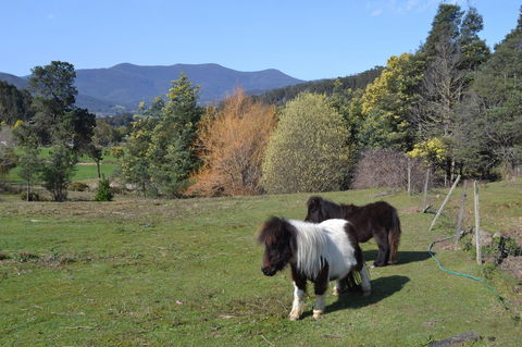 Whispering Spirit Holiday Cottages & Mini Ponies - Darwin Holiday 13