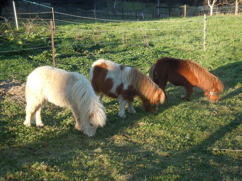 Whispering Spirit Holiday Cottages & Mini Ponies - Darwin Holiday 15
