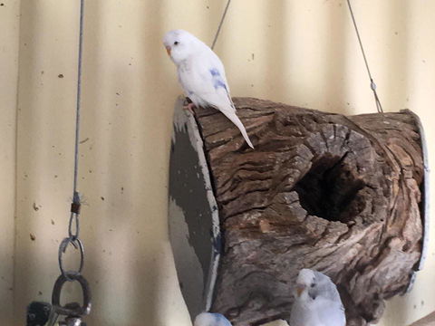 Blue Wren Bungalow - Darwin Holiday 12