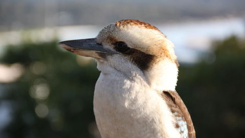 BAY OF FIRES ECO HUT Off Grid Experience At Binalong Bay - Darwin Holiday 19