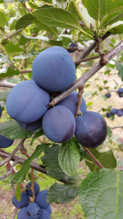 Beezneez B&B - Darwin Holiday 16