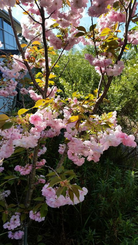 Beezneez B&B - Darwin Holiday 14