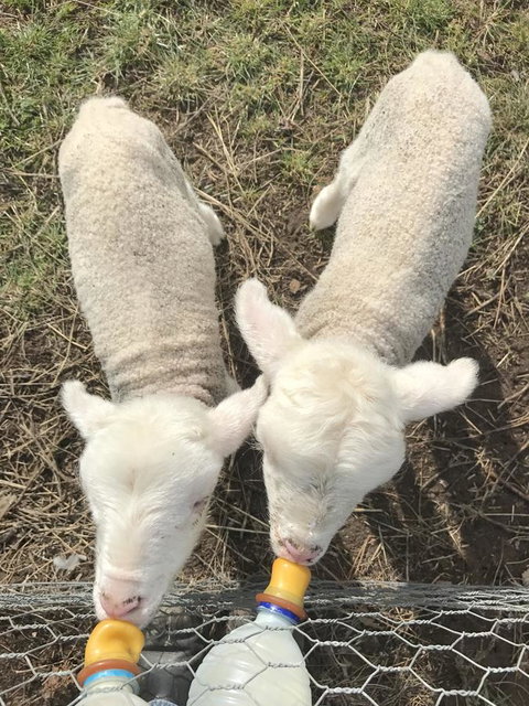 Taras Richmond Farmstay - Darwin Holiday 27