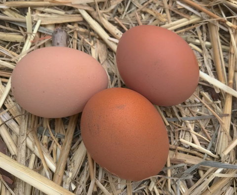 Taras Richmond Farmstay - Darwin Holiday 26