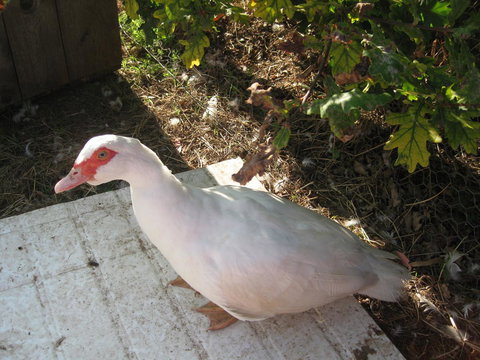 Taras Richmond Farmstay - Darwin Holiday 21