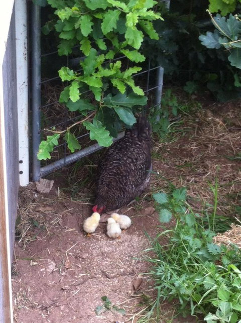 Taras Richmond Farmstay - Darwin Holiday 25